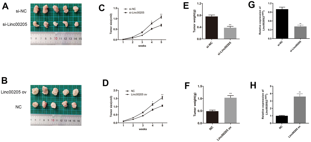 Linc00205 expression affects HB cell-induced tumor formation. (A, B) The representative appearances of the extracted xenograft tumors with implantation of si-Linc00205 transfected HepG2 cells (A) or Linc00205 ov transfected Huh-6 cells (B). (C, D) The size of tumors that were implanted with si-Linc00205 transfected HepG2 cells (C) or Linc00205 ov transfected Huh-6 cells (D), which were measured every seven days. (E, F) Quantitative analysis of weight of tumors with implantation of si-Linc00205 transfected HepG2 cells (E) or Linc00205 ov transfected Huh-6 cells (F). (G, H) qRT-PCR assay for Linc00205 expression in HepG2 cells that were transfected with si-Linc00205 or si-NC among xenograft tumors (G) or in Huh-6 cells transfected with Linc00205 ov or NC of xenograft tumors (H).*p 