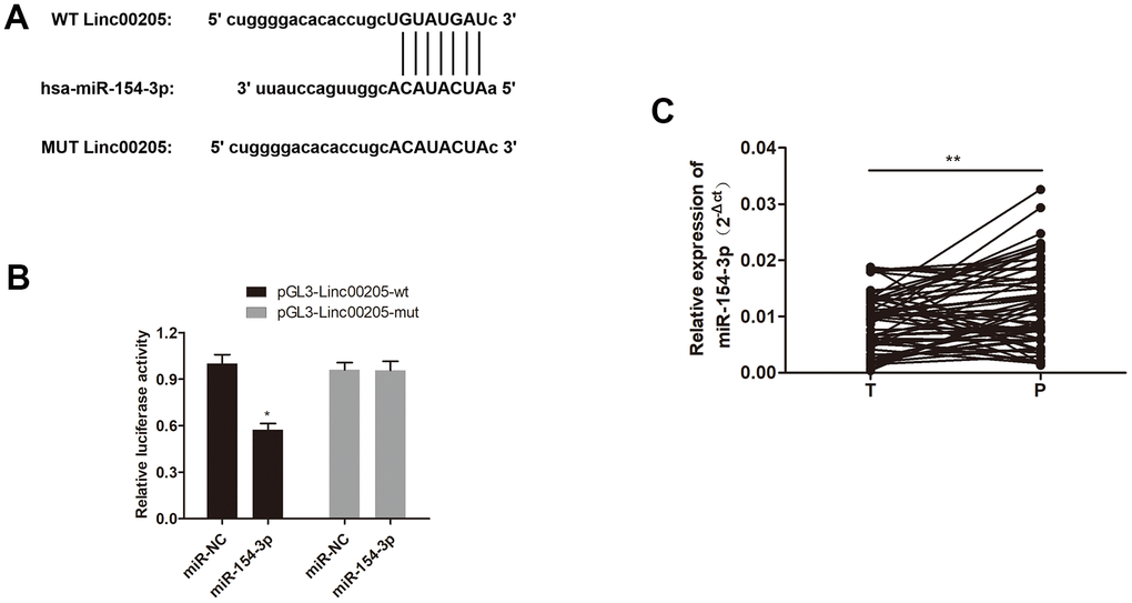miR-154-3p interacts with Linc00205 in HB cells. (A) A schematic representation of the complementary sequence between Linc00205 and miR-154-3p. (B) Relative luciferase activity was examined in miR-154-3p and pGL3-Linc00205-wt or pGL3- Linc00205-mut co-transfected cells. (C) The qRT-PCR assays for miR-154-3p expression in HB tissues (n = 60) and para-cancerous tissues. *p 
