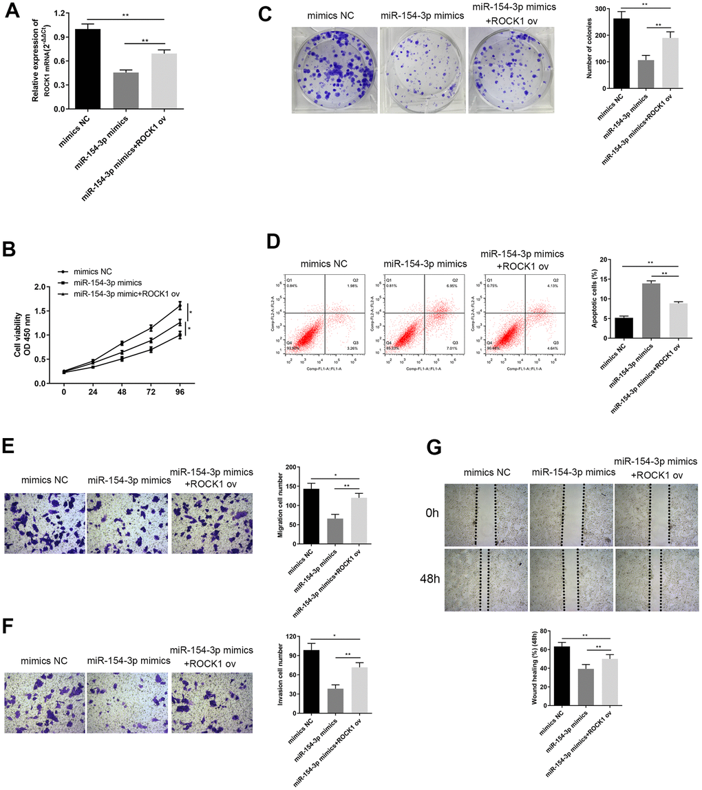 Overexpression of ROCK1 altered changes in cell viability, apoptosis, colony formation ability, migration and invasion ability, caused by miR-154-3p mimics. (A) qRT-PCR assay for ROCK1 mRNA expression in HepG2 cells, transfected with miR-154-3p mimics and with or without ROCK1 ov. (B) Cell viability assay was carried out in HepG2 cells transfected with miR-154-3p mimics and with or without ROCK1 ov. (C) Colony formation ability of HepG2 cells that were transfected with miR-154-3p mimics and with or without ROCK1 ov. Quantitative analysis was performed of the colonies were formed (right panel). (D) Apoptosis assays of HepG2 cells transfected with either miR-154-3p mimics and with or without ROCK1 ov, and quantitative analysis was performed of the apoptosis cells (right panel). (E, F) The migration and invasion ability of HepG2 cells transfected with miR-154-3p mimics and with or without ROCK1 ov were determined using the transwell migration assay (E) and transwell invasion assay (F) (left panel). Quantitative analysis of the migratory or invasive cells in transwell assays was also performed (right panel). (G) Migratory ability of HepG2 cells transfected with miR-154-3p mimics and with or without ROCK1 ov at indicated time points, as evaluated by wound healing assay (upper panel). Quantitative analysis of the gap of wound healing assay (lower panel) was performed at 48 hours. *p 