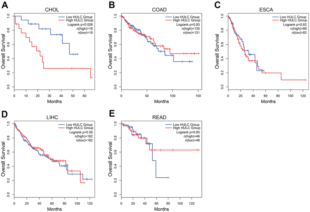 Kaplan–Meier curves showing the prognostic value of HULC in TCGA and GTEx data set. (A) The Kaplan–Meier curve of CHOL; (B) The Kaplan–Meier curve of COAD; (C) The Kaplan–Meier curve of ESCA; (D) The Kaplan–Meier curve of LIHC; (E) The Kaplan–Meier curve of READ. CHOL: cholangiocarcinoma; COAD: colon adenocarcinoma; ESCA: esophageal carcinoma; LIHC: liver hepatocellular carcinoma; READ: rectum adenocarcinoma.