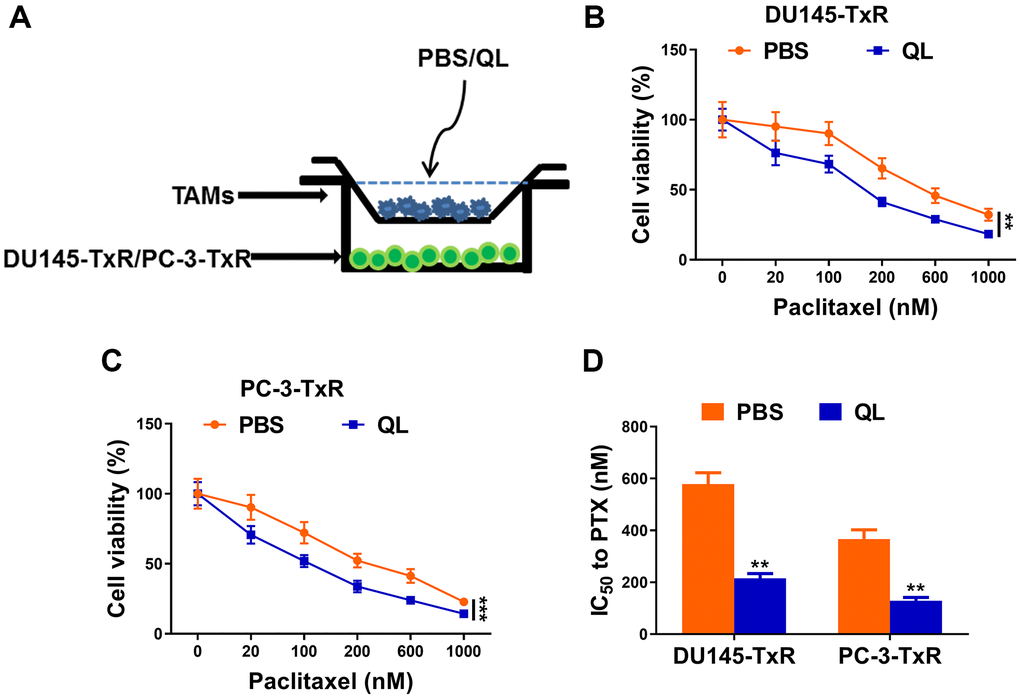 Qi Ling serum-treated TAMs decreased paclitaxel resistance in prostate cancer cells. (A) Schema for co-culture system of paclitaxel-resistant prostate cancer (DU145-TxR and PC-3-TxR) cells and tumor-associated macrophages (TAMs). (B and C) MTT assay showed viability of DU145-TxR and PC-3-TxR cells harvested from the co-culture system exposed with indicated concentrations of paclitaxel for 24 h. (D) IC50 values of DU145-TxR and PC-3-TxR cells harvested from the co-culture system were determined from the viability versus paclitaxel concentration curves. The data represent the mean ± SD. **p ***p B and C), Student’s t-test for panel (D).