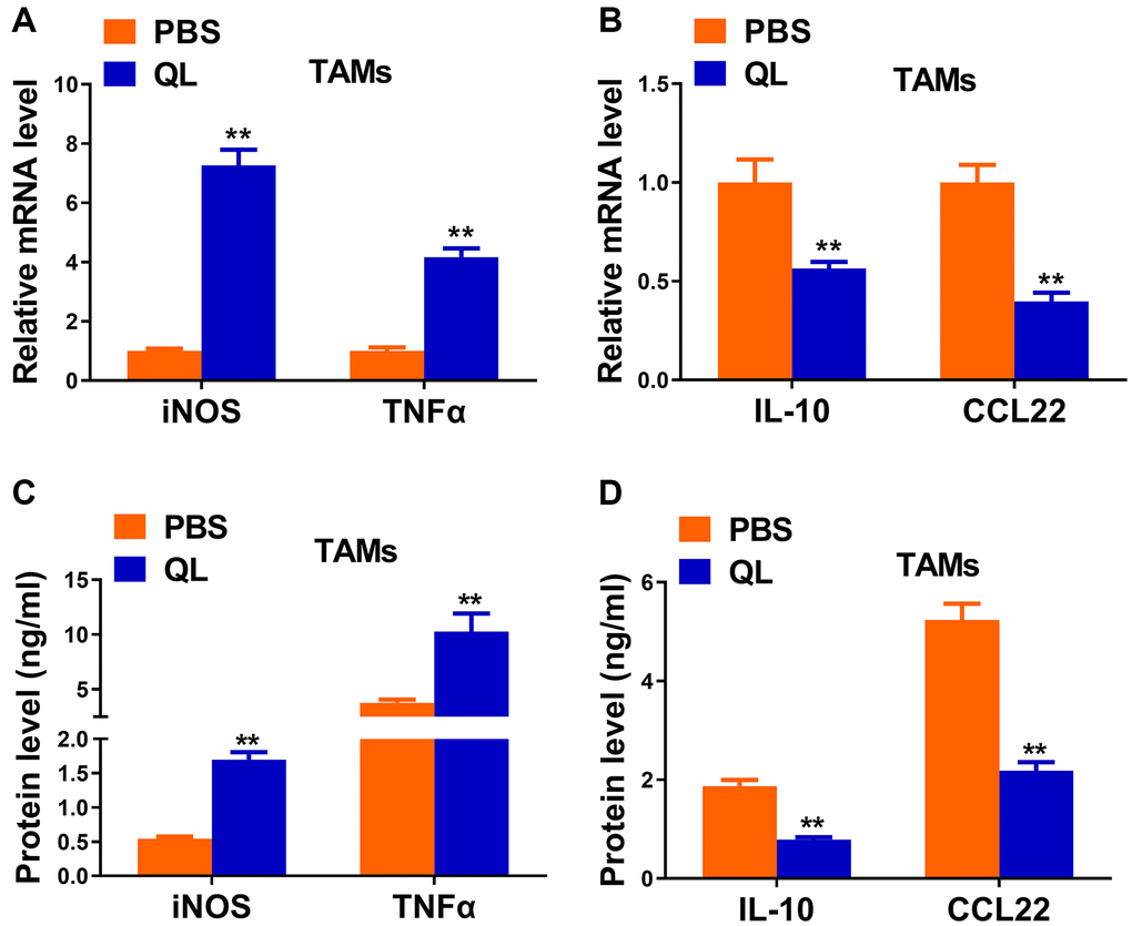 Qi Ling serum reversed the functional phenotype of TAMs in tumor milieu. (A and B) mRNA levels of M1 markers (iNOS and TNFα) and M2 markers (IL-10 and CCL22) in TAMs treated with Qi Ling or PBS were determined by qRT-PCR. (C and D) Protein levels of M1 markers (iNOS and TNFα) and M2 markers (IL-10 and CCL22) in TAMs treated with Qi Ling or PBS were measured by ELISA. The data represent the mean ± SD. **p t-test.