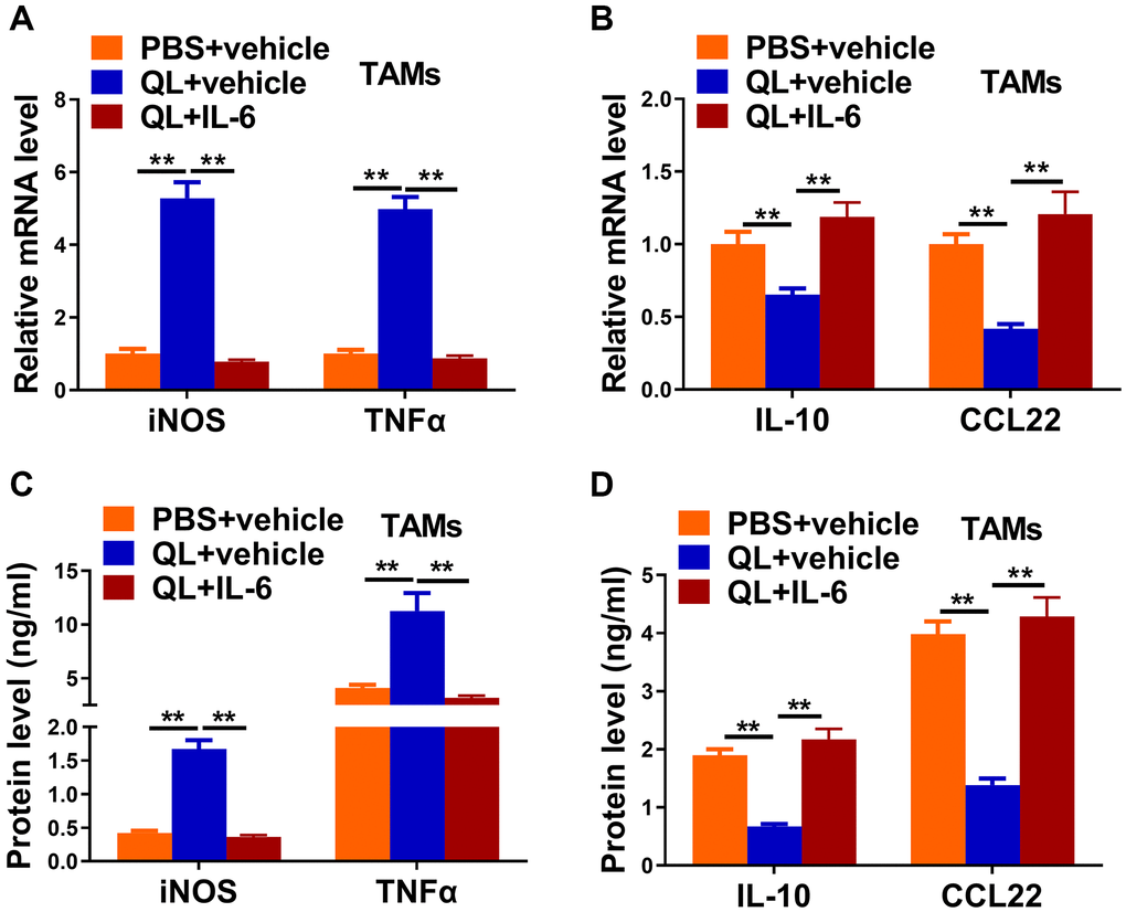 IL-6 supplement reverted Qi Ling serum-induced phenotype transition of TAMs in tumor milieu. In the same co-culture system above: TAMs were treated with PBS+vehicle, Qi Ling+vehicle or Qi Ling+IL-6. (A and B) mRNA levels of M1 markers (iNOS and TNFα) and M2 markers (IL-10 and CCL22) in TAMs of each group were determined by qRT-PCR. (C and D) Protein levels of M1 markers (iNOS and TNFα) and M2 markers (IL-10 and CCL22) in TAMs of each group were measured by ELISA. The data represent the mean ± SD. **p t-test.