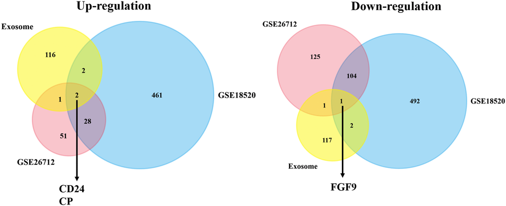 The co-DEGs between the exosome-associated genes and two OC datasets. The Venn plot showed that two upregulated exosome-correlated genes (CD24 and CP) and one downregulated exosome-correlated gene (FGF9) might play pivotal roles in OC progression.