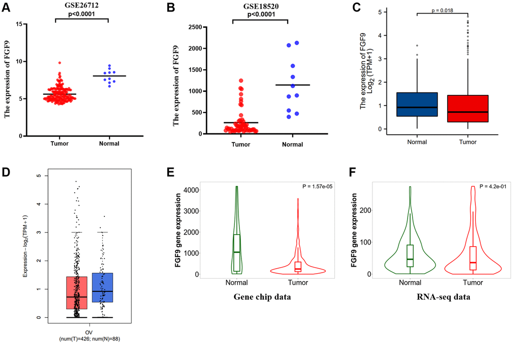 FGF9 was down-regulated in OC patients. (A, B) In the two datasets, the expression level of FGF9 was lower in OC tissues than that in normal ovarian tissues. (C, D) The GEPIA2.0 database and TCGA database have depicted that the expression of FGF9 decreased in OC tissues compared to normal ovarian tissues. (E, F) TNMplot database depicting FGF9 expression was lower in OC tissues compared to normal tissues from gene chip data and RNA-seq data.