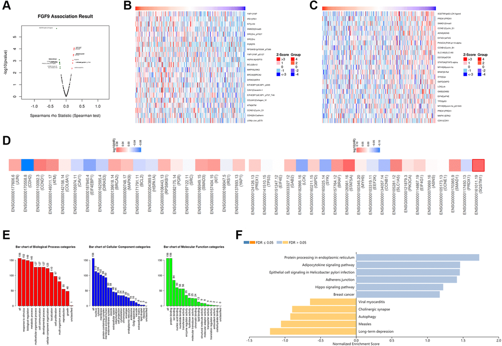 The co-expression network of FGF9 in OC. (A) The LinkedOmics platform portraying the crucially associated genes with FGF9 in OC patients. (B, C) Heatmaps showing the top genes that were positively and negatively correlated with FGF9 in OC. (D) Survival heatmaps downloaded from the GEPIA2.0 database displayed that the top genes that were positively and negatively associated with FGF9 in OC. (E, F) GO signaling pathway and KEGG signaling pathway of FGF9 in OC patients.