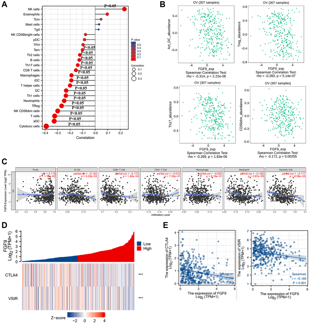 The relationship between the expression level of FGF9 and immune responses of OC patients. (A) The diagraph showing the relation between FGF9 expression and 24 types of immune cells. The size of the dots represented the values of Spearman r (p B) The pictures downloaded from TISIDB database showing the relationship between FGF9 and immune infiltration cells, such as activated dendritic cells (aDC), Treg, Th17 cells, NK CD56dim cells (p C) The Timer database showing the relationship between the expression level of FGF9 and immune infiltration cells. (D, E) The heatmap and scatterplot depicting FGF9 expression was negatively correlated to VSIR or CTLA4.