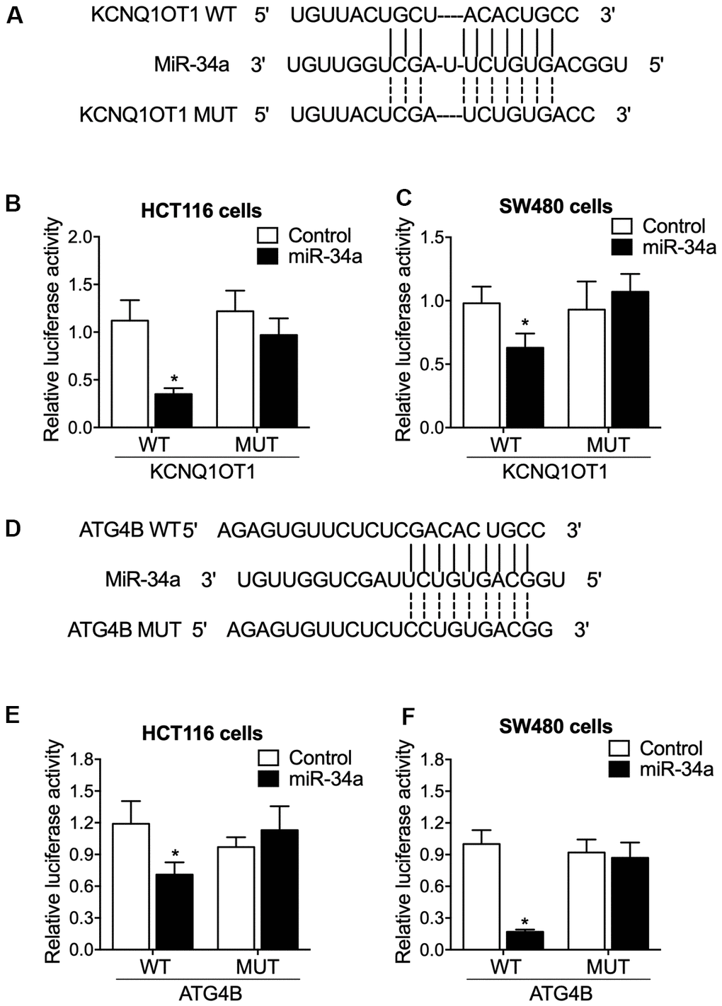 The luciferase activities of KCNQ1OT1 and ATG4B were repressed by miR-34a. (A) Sequence analysis indicated potential binding of miR-34a to KCNQ1OT1. (B) The luciferase activity of KCNQ1OT1 was suppressed by miR-34a in HCT116 cells (statistical analysis: one-way ANOVA; * P value C) The luciferase activity of KCNQ1OT1 was suppressed by miR-34a in SW480 cells (statistical analysis: one-way ANOVA; * P value D) Sequence analysis indicated potential binding of miR-34a to ATG4B. (E) The luciferase activity of ATG4B was suppressed by miR-34a in HCT116 cells (statistical analysis: one-way ANOVA; * P value F) The luciferase activity of K ATG4B was suppressed by miR-34a in SW480 cells (statistical analysis: one-way ANOVA; * P value 