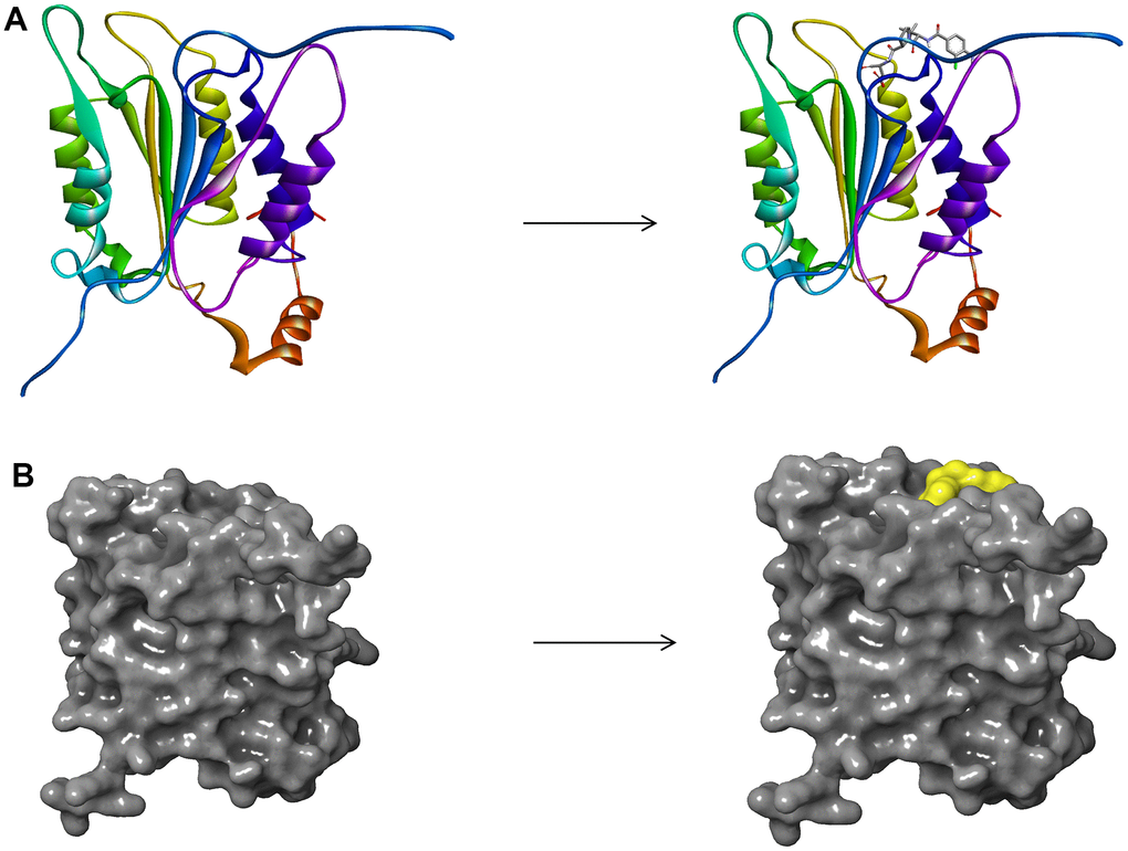 (A) The molecular structure of Caspase-1 and the complex structure of Caspase-1 with Belnacasan. Initial molecular structure was shown. (B) The molecular structure of Caspase-1 and the complex structure of Caspase-1 with Belnacasan. The surface of the complex was added, green for Belnacasan and gray for Caspase-1.