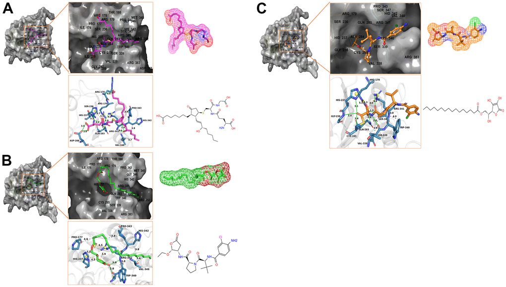 Schematic drawing of interactions between ligands and Caspase-1 by Schrodinger and Pymol. Hydrogen bonds, Salt Bridges, and Hydrophobic bonds are shown in green, orange, and gray. The amino acids in the binding pocket; the amino acids that form the bonds; the bond lengths are labeled. The bonding amino acids are in the form of dark blue sticks. (A) ZINC000004099068- Caspase-1 complex: Structures and net electron cloud structures of ZINC000004099068 are shown in purple sticks. (B) ZINC000100634116- Caspase-1 complex: Structures and net electron cloud structures of ZINC000100634116 are shown in green sticks. (C) Belnacasan - Caspase-1 complex: Structures and net electron cloud structures of Belnacasan are shown in orange sticks.