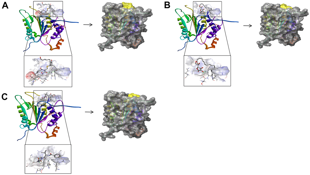 (A) ZINC000004099068- Caspase-1 complex. Schematic drawing of interactions between ligands and Caspase-1 by DS 4.5 and Schrodinger. The surface of the binding area was added; blue represented positive charge; red represented negative charge; ligands were shown in sticks; the structure around the ligand-receptor junction was shown in thinner sticks. In addition, the surface of the complex was added, green for ligands and gray for Caspase-1. (B) ZINC000100634116- Caspase-1 complex. Schematic drawing of interactions between ligands and Caspase-1 by DS 4.5 and Schrodinger. The surface of the binding area was added; blue represented positive charge; red represented negative charge; ligands were shown in sticks; the structure around the ligand-receptor junction was shown in thinner sticks. In addition, the surface of the complex was added, green for ligands and gray for Caspase-1. (C) Belnacasan - Caspase-1 complex. Schematic drawing of interactions between ligands and Caspase-1 by DS 4.5 and Schrodinger. The surface of the binding area was added; blue represented positive charge; red represented negative charge; ligands were shown in sticks; the structure around the ligand-receptor junction was shown in thinner sticks. In addition, the surface of the complex was added, green for ligands and gray for Caspase-1.