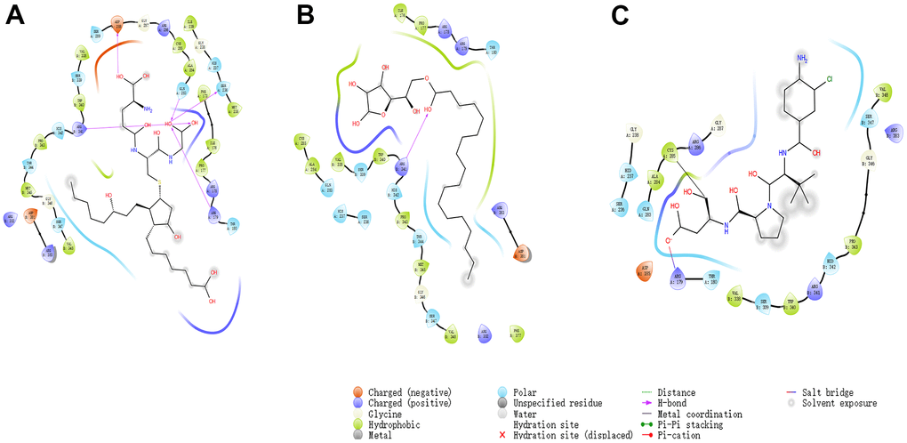 The inter-molecular interaction by Schrodinger of the predicted binding modes of (A) ZINC000004099068 to Caspase-1; (B) ZINC000100634116 to Caspase-1, (C) Belnacasan to Caspase-1.