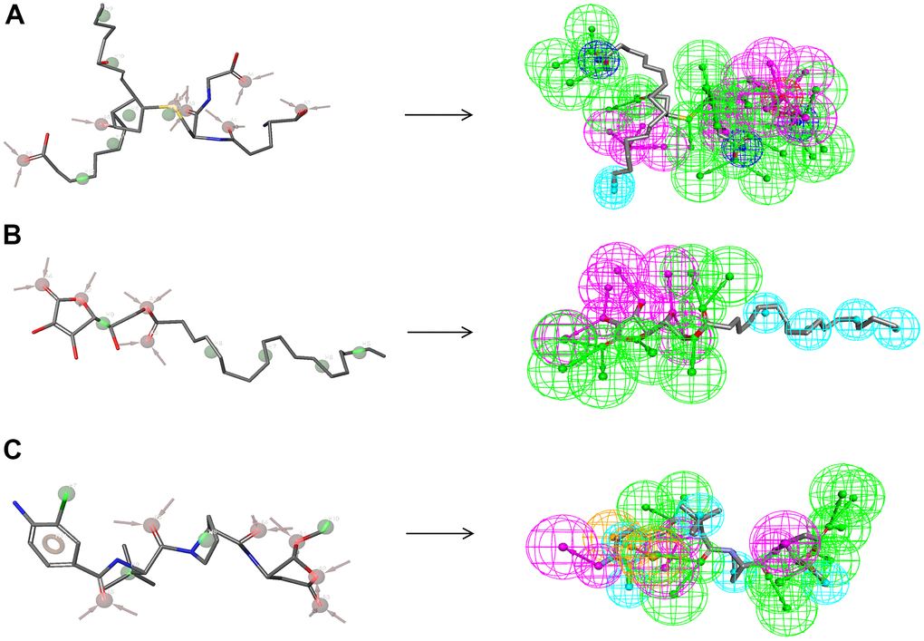 Pharmacophore predictions using the 3D-QSAR module of DS 4.5 and developing pharmacophore models module of Schrodinger. (A) ZINC000004099068: Green represents hydrogen acceptor; blue represents the hydrophobic center; purple represents hydrogen donor; dark blue represents Inozable negative by DS 4.5. Red represents hydrogen acceptor; green represents hydrophobic center by Schrodinger. (B) ZINC000100634116: Green represents hydrogen acceptor; blue represents the hydrophobic center; purple represents hydrogen donor by DS 4.5. Red represents hydrogen acceptor, and green represents hydrophobic center by Schrodinger. (C) Belnacasan: Green represents hydrogen acceptor; blue represents the hydrophobic center; purple represents hydrogen donor; yellow represents Aromatic Ring by DS 4.5. Red represents hydrogen acceptor; green represents the hydrophobic center; yellow represents Aromatic Ring by Schrodinger.