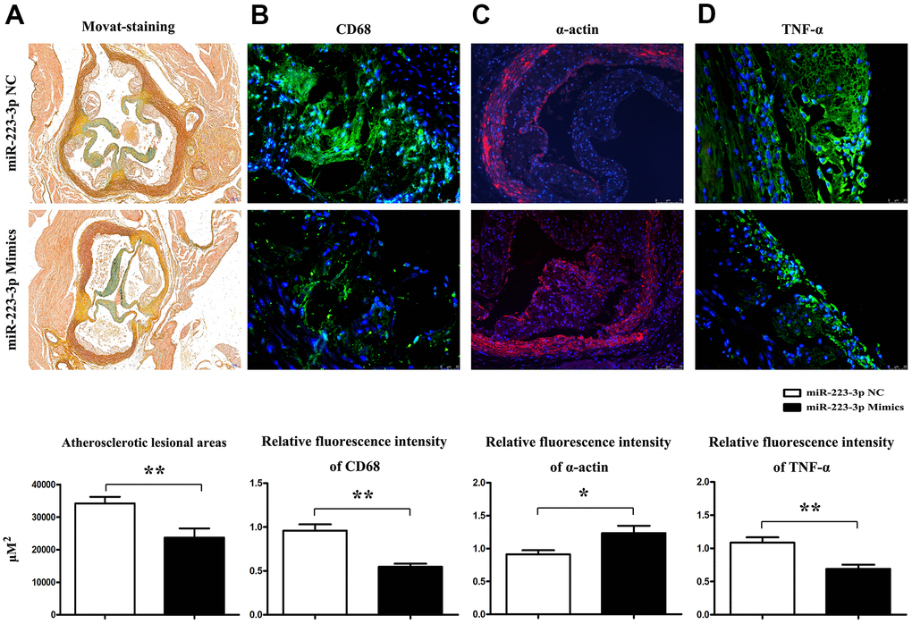 Prevention of AS progression by miR-223-3p mimics. (A) Representative Movat staining of the histopathology of mice's carotid roots and a pronounced decrease in the extent of atherosclerotic lesions in the carotid roots tissues from miR-223-3p mimics. (*PB) The plaque area staining positive for macrophages (CD68) in the miR-223-3p mimics group and NC group (*PC) The SMA staining in mice's aortic roots in the miR-223-3p mimics group and NT group (*PD) TNF-α staining in mice's aortic roots in the miR-223-3p mimics group and NT group(*P