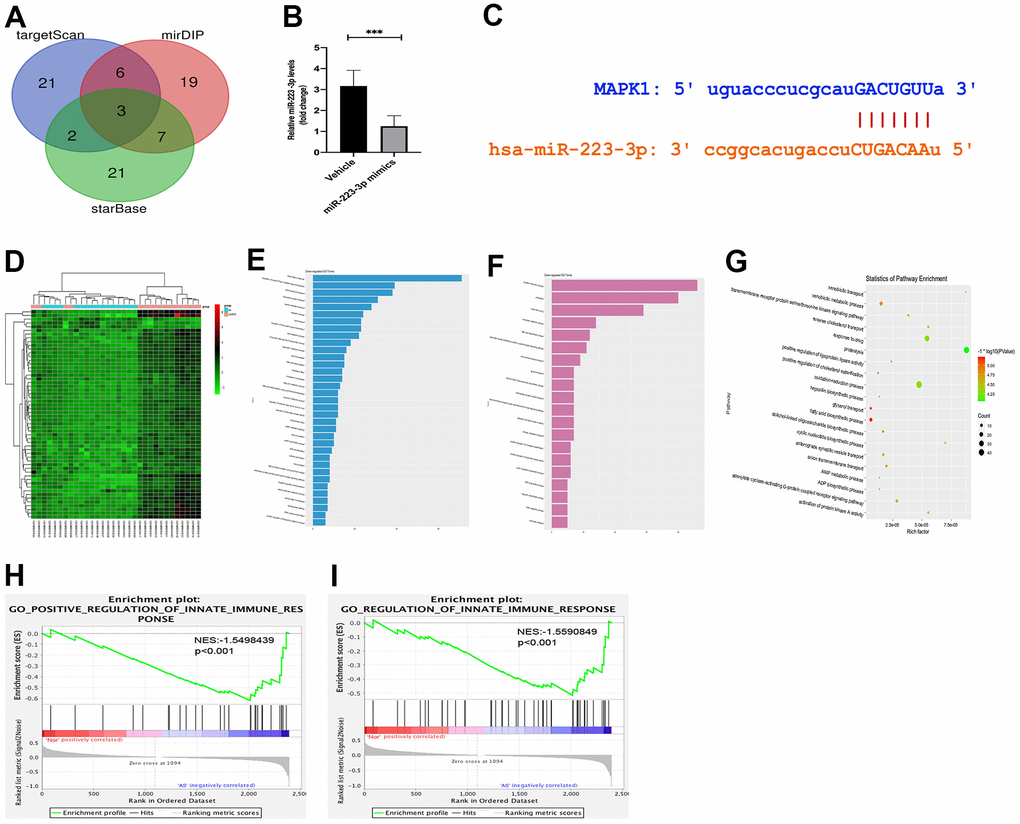 Targeting relationship between miR-223-3p and MEK/ERK. (A) The miRNA target prediction databases exposed three potential genes (PLAGL2, FLOT2, and MAP2K1) of miR-223-3p. (B) The qPCR revealed that MAP2K1(MEK1) expression was noticeably decreased in macrophages transfected with miR-223-3p mimics. (C) miRDIP and starBase databases showed that miR-223-3p and MAP2K1 had targeted binding regions. (D) The hierarchical clustering analysis exhibited the distinction on differentially expressed genes in the heat map. (E) Go enriched up-regulated pathways. (F) Go enriched down-regulated pathways. (G) The relevant partial results for KEGG pathways. (F) The gene set enrichment analysis (GSEA) revealed that the innate immune pathway regulation was functionally enriched in AS. (H, I) GSEA revealed that the innate immune pathway regulation was functionally enriched in AS.