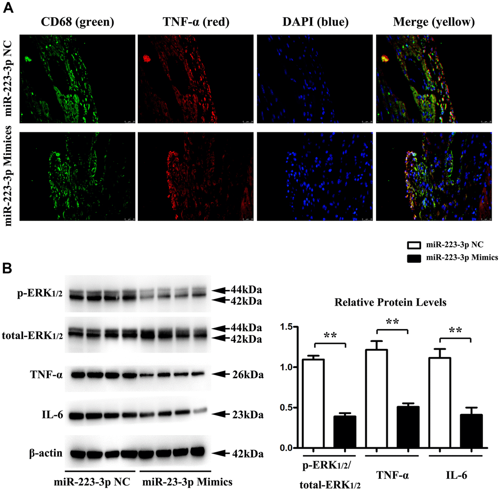 Regulation of inflammatory cytokine secretion and p-ERK1/2 by miR-223-3p. (A) Double-immunofluorescence revealed significant co-localization of the macrophage marker CD68+ and TNF-α in carotid tissues from 223-3p mimics and. (B) The western blots analysis revealed significantly decreased expression levels of IL-6, TNF-a, and p-ERK1/2 in carotid tissues from the miR-223-3p mimics group. The quantitative analysis of relative protein expression exposed the associated decrease in the protein levels of IL-6, TNF-a, and ERK1/2 in carotid tissues of miR-223-3p mimics (*P