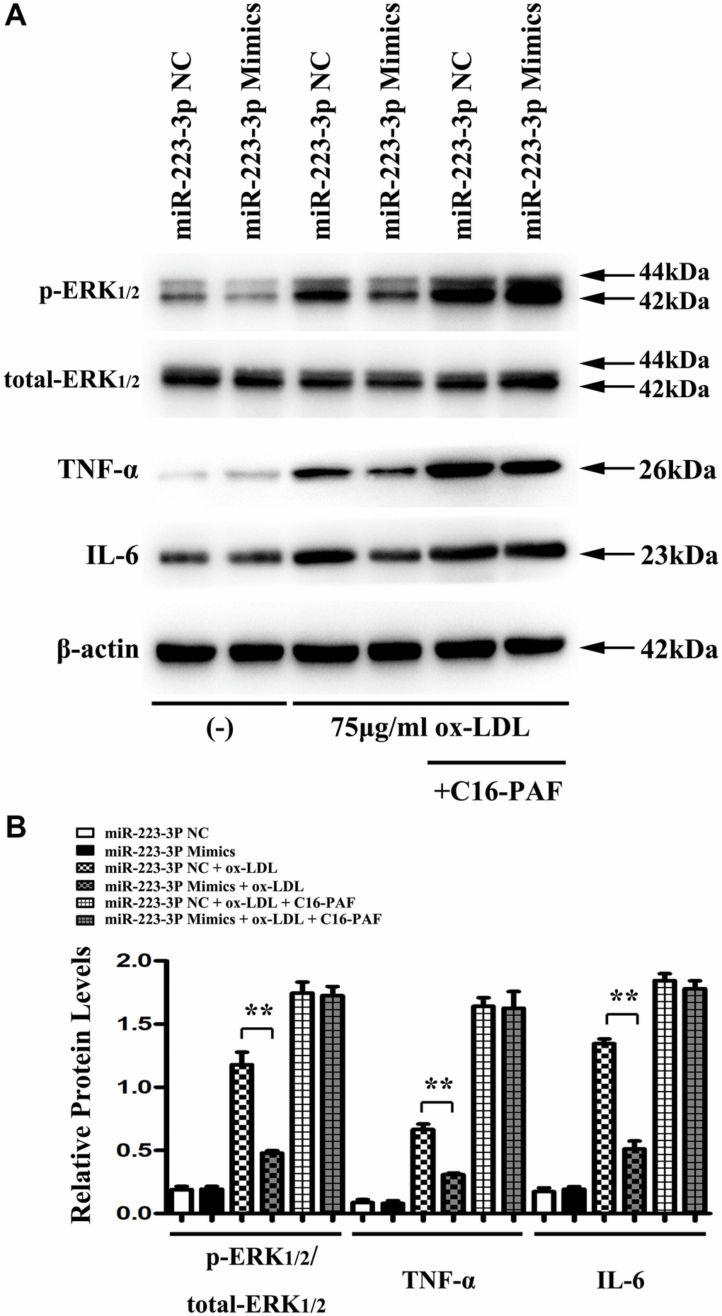 MiR-223-3p mimics inhibits the inflammatory response was via the ERK1/2 pathway in vitro. (A) The western blots analysis revealed that p-ERK1/2, IL6, and TNF-a were significantly suppressed in miR-223-3p mimic-transfected macrophages with ox-LDL stimulation, and the decreased expression levels of p-ERK1/2, IL6, and TNF-a were markedly enhanced in miR-223-3p mimic-transfected macrophages with ox-LDL by C16-PAF. (B) The quantitative analysis revealed that the relative protein levels of p-ERK1/2, IL6, and TNF-a were decreased in miR-223-3p mimic-transfected macrophages with ox-LDL stimulation, and the decreased relative protein levels of p-ERK1/2, IL6, and TNF-a were markedly enhanced in miR-223-3p mimic-transfected macrophages with ox-LDL by C16-PAF. (*P