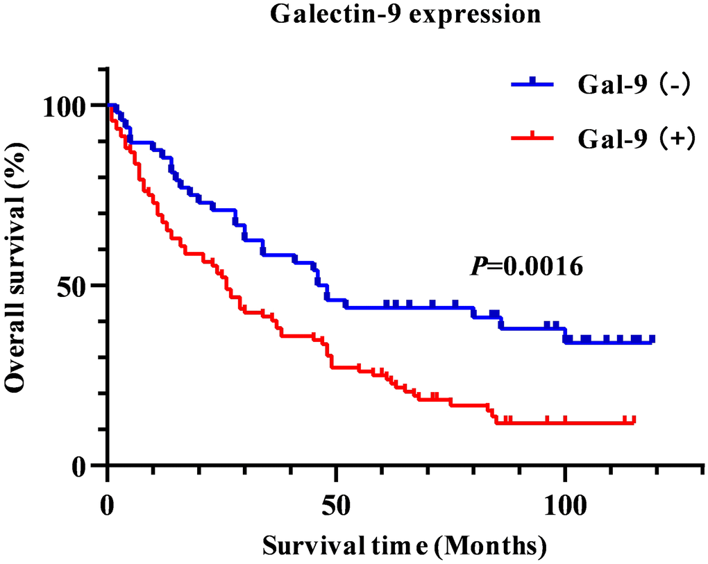 Kaplan-Meier survival curve to show the association between Gal-9 expression and overall survival in HBV-associated HCC patients.