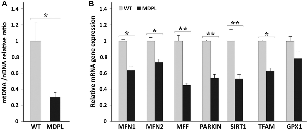 mtDNA copy number and quantification of mitochondrial markers in HDFs WT and MDPL. (A) Comparison of mtDNA copy number between WT and MDPL. mtDNA copy number are reported as mean ± standard deviation. *p B) Quantification of mRNA levels of MFN1, MFN2, MFF, PARKIN, SIRT1, TFAM transcription factors, GPX1 in MDPL and control fibroblasts (WT). Data are from three independent experiments and represented as mean ± SD; (*p **p 