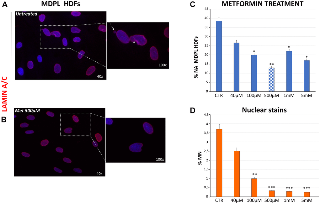 Evaluation of nuclear shape organization after metformin treatment at different concentrations. (A) Representative image of nuclear shape organization observed in MDPL HDFs stained for lamin A/C (red), showing the presence of membrane invaginations (asterisks), and micronuclei (white arrows). (B) Representative image of lamin A/C immunostaining in MDPL HDFs following 48 h of treatment with 500 μM of metformin, in which a clear reduction in nuclear anomalies is evident. (C) Evaluation of aberrant nuclear alteration (% NA) in MDPL HDFs treated for 48 h with increasing doses of metformin. Each value represents the mean ± SD. of the analysis of 300 cells observed in three independent experiments (*p **p D) Percentage of micronuclei (MN) encountered in MDPL-HDFs after 48 h of metformin treatment. The data have been obtained counting the micronuclei after Hoechst 33342 nuclear staining for fluorescence imaging. Each value represents the mean ± S.D. of the analysis of 300 cells for three independent experiments (**p-value ***p-value 