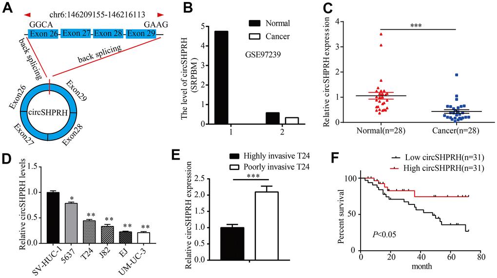 circSHPRH is downregulated in BCa tissues and cell lines. (A) circSHPRH was backspliced from exon 29 and exon 26 of the SHPRH gene. (B) The relative expression of circSHPRH in 2 BCa tissues and paired normal tissues according to the RNA-seq dataset (GSE97239). (C) The relative expression of circSHPRH in 28 BCa tissues and matched normal tissues, as detected by qRT–PCR. (D) The relative expression of circSHPRH in different BCa cell lines, as measured by qRT–PCR. (E) The relative expression of circSHPRH in highly invasive T24 and poorly invasive T24 cells. (F) Lower circSHPRH expression was associated with poorer survival, as determined by the Kaplan–Meier method. *PPP