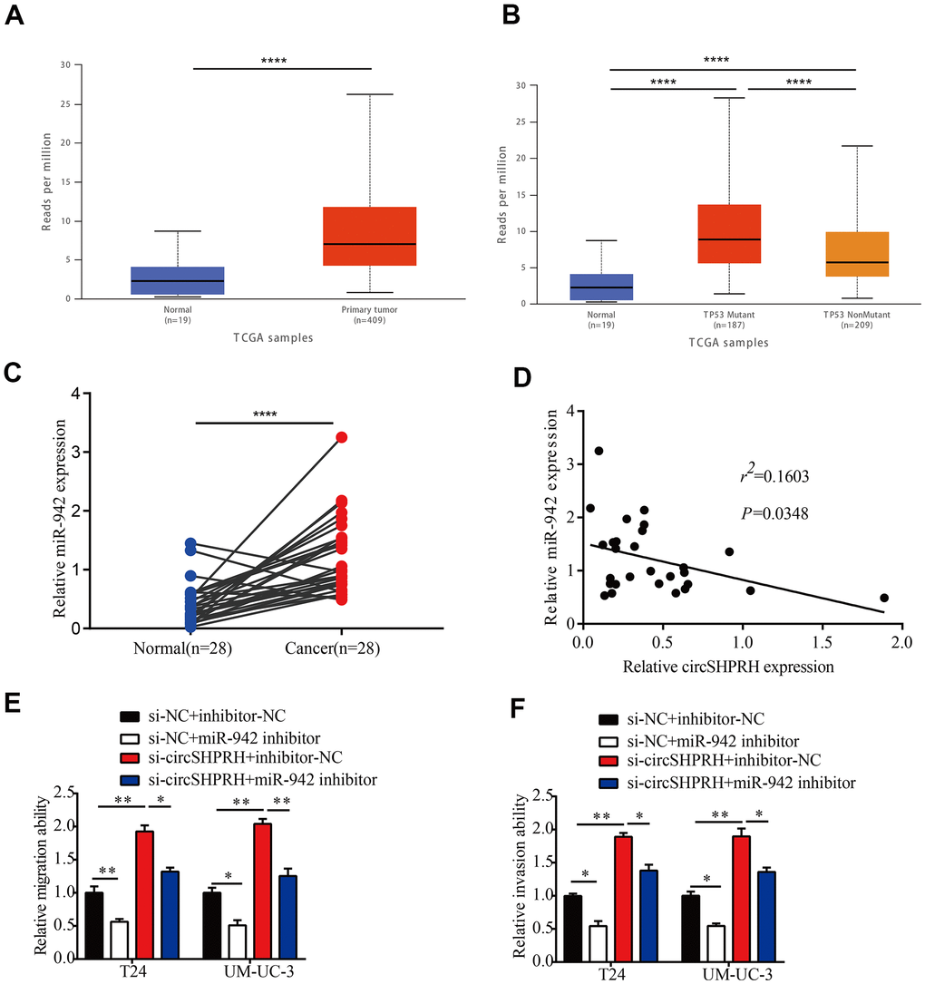 miR-942 plays an oncogenic role and is sponged by circSHPRH in BCa. (A) Comparison of miR-942 expression between BCa tissues and normal tissues from the TCGA dataset. (B) Expression of miR-942 in BCa based on TP53 mutation status analyzed by the UALCAN web server. (C) The relative expression of miR-942 in 28 BCa tissues and paired normal tissues, as measured by qRT–PCR. (D) Correlation between miR-942 and circSHPRH expression in BCa tissues by qRT–PCR. (E, F) Silencing miR-942 abrogated the cell migration (E) and invasion (F) abilities induced by circSHPRH knockdown.*PPP