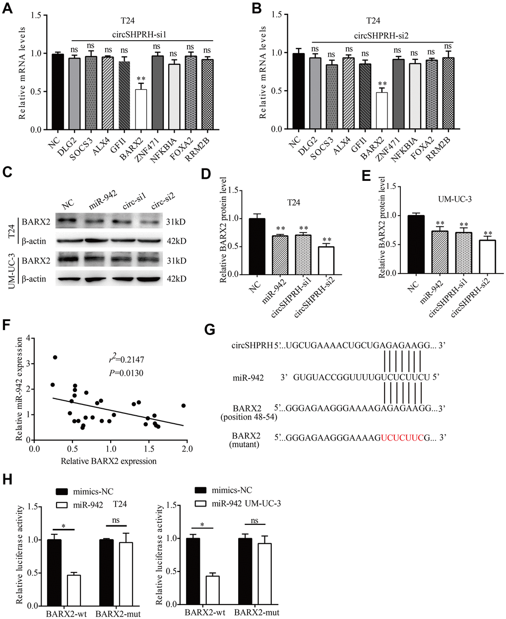 miR-942 directly targets BARX2. (A, B) The relative mRNA levels of 9 target genes of miR-942 in T24 cells transfected with si-NC or si-circSHPRH. (C–E) The effect of miR-942 overexpression or circSHPRH silencing on BARX2 expression in BCa cells, as detected by western blot. (F) Correlation between miR-942 and BARX2 mRNA expression in BCa tissues. (G) The putative sequences by which miR-942 bound to circSHPRH and the 3’-UTR of BARX2, as predicted by CircInteractome and TargetScan. (H) Luciferase activity was detected in T24 and UM-UC-3 cells transfected with the wild-type (wt) BARX2-3’-UTR (or mutant) and miR-942 mimics or mimics-NC.