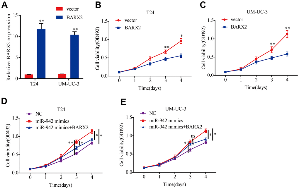 miR-942 promotes the proliferation abilities of BCa cells by targeting BARX2. (A) Relative expression of BARX2 in T24 and UM-UC-3 cells transfected with vector or BARX2 plasmid. (B, C) BARX2 overexpression inhibited cell viability in T24 and UM-UC-3 cells, as shown by the MTS assay. (D, E) Overexpression of BARX2 partially abrogated the cell proliferation abilities induced by miR-942 overexpression.*PP