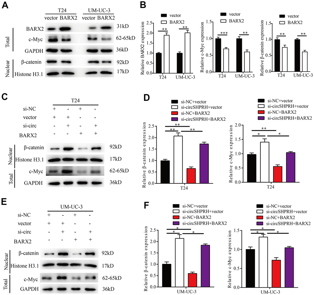 circSHPRH knockdown activates the Wnt/β-catenin signaling pathway by regulating BARX2. (A, B) Relative expression of BARX2, β-catenin and c-MYC in T24 and UM-UC-3 cells transfected with vector or BARX2 plasmid. (C–F) Rescue assays indicated that the promoting effect of circSHPRH knockdown on c-MYC and nuclear β-catenin expression was partially diminished by BARX2 overexpression in T24 (C, D) and UM-UC-3 cells (E, F).*PP