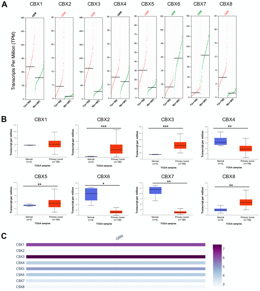 mRNA expression levels of CBXs in GBM. (A) mRNA expression levels of eight CBXs in GBM tissues and normal glial tissues from the GEPIA2. T: GBM tissues; N: normal tissues. (B) mRNA expression levels of eight CBXs in GBM tissues and normal glial tissues from the UALCAN. (C) The relative expression of eight CBX members in GBM. * p p p 