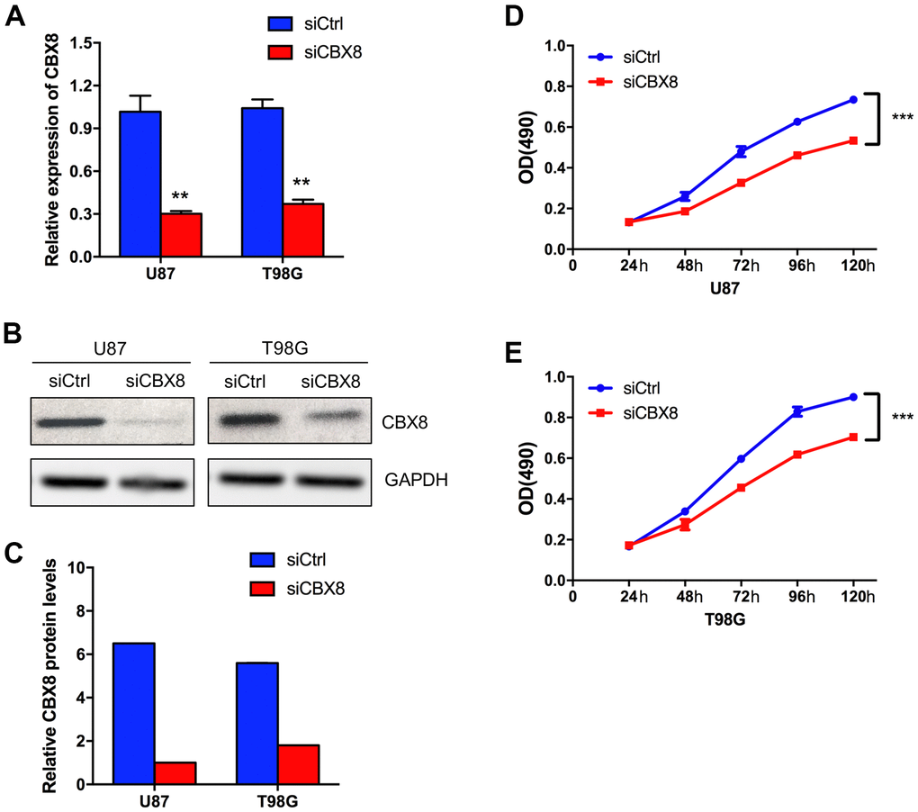 CBX8 promoted the proliferation of glioma cells. (A) The mRNA levels of CBX8 in U87 and T98G cells transfected with siCtrl and siCBX8. (B, C) The protein levels of CBX8 in U87 and T98G cells transfected with siCtrl and siCBX8. (D, E) The CCK-8 assay was applied to measure the effect of siCBX8 on the growth of U87 and T98G cells. ** p p 