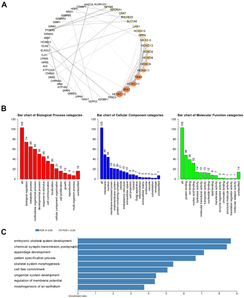 Predicted protein-protein interactions, functions, and pathways of CBXs and their co-expressed genes in GBM. (A) Protein-protein interaction (PPI) enrichment analysis of the 103 co-expressed genes of CBXs was constructed in cBioPortal and Cytoscape. The color of nodes: low values to bright colors; high values to dark colors. The thickness of edges: low values to fine edges; high values to thick edges. (B) Gene Ontology (GO) functional enrichment analysis of CBXs co-expressed genes (WebGestalt), including biological process, cellular components, and molecular functions. (C) Kyoto Encyclopedia of Genes and Genome (KEGG) analysis of CBXs co-expressed genes (WebGestalt).