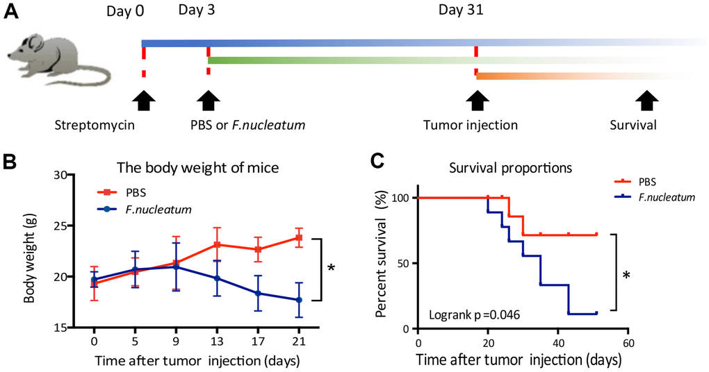 Fusobacterium nucleatum affects the weight and survival time of mice in a model of liver metastasis of colorectal cancer. (A) Schematic of the experimental setup. (B, C) The effects of F. nucleatum administration on body weight (B) and survival time (C) (n=15 per group).