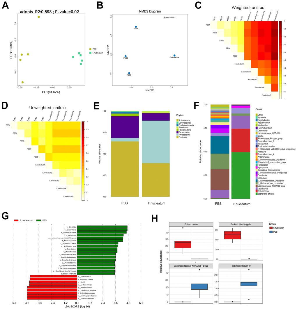 Gut bacterial composition and community structure is altered after Fusobacterium nucleatum administration (A) Principal component analysis was performed on 16S rRNA sequencing of stool samples from mice treated with either F. nucleatum or PBS (n=5 per group). Significant differences (PB–D) The beta diversity of intestinal bacteria was compared by non-metric multidimensional scaling analysis (B) and weighted (C) and unweighted (D) UniFrac distance analysis between PBS- and F. nucleatum–treated groups. (E, F) The alteration of intestinal bacterial patterns at the phylum level (E) and genus level (F) in mouse stool from the PBS and F. nucleatum groups was assessed via 16S rRNA sequencing (n=5 per group). (G) Specific phylotypes of gut bacteria in the two groups using LEfSe. The histogram shows the LDA scores > 3.5 at the operational taxonomic unit level. (H) The top four genera with the largest difference between the two groups of mice treated with either F. nucleatum or PBS.