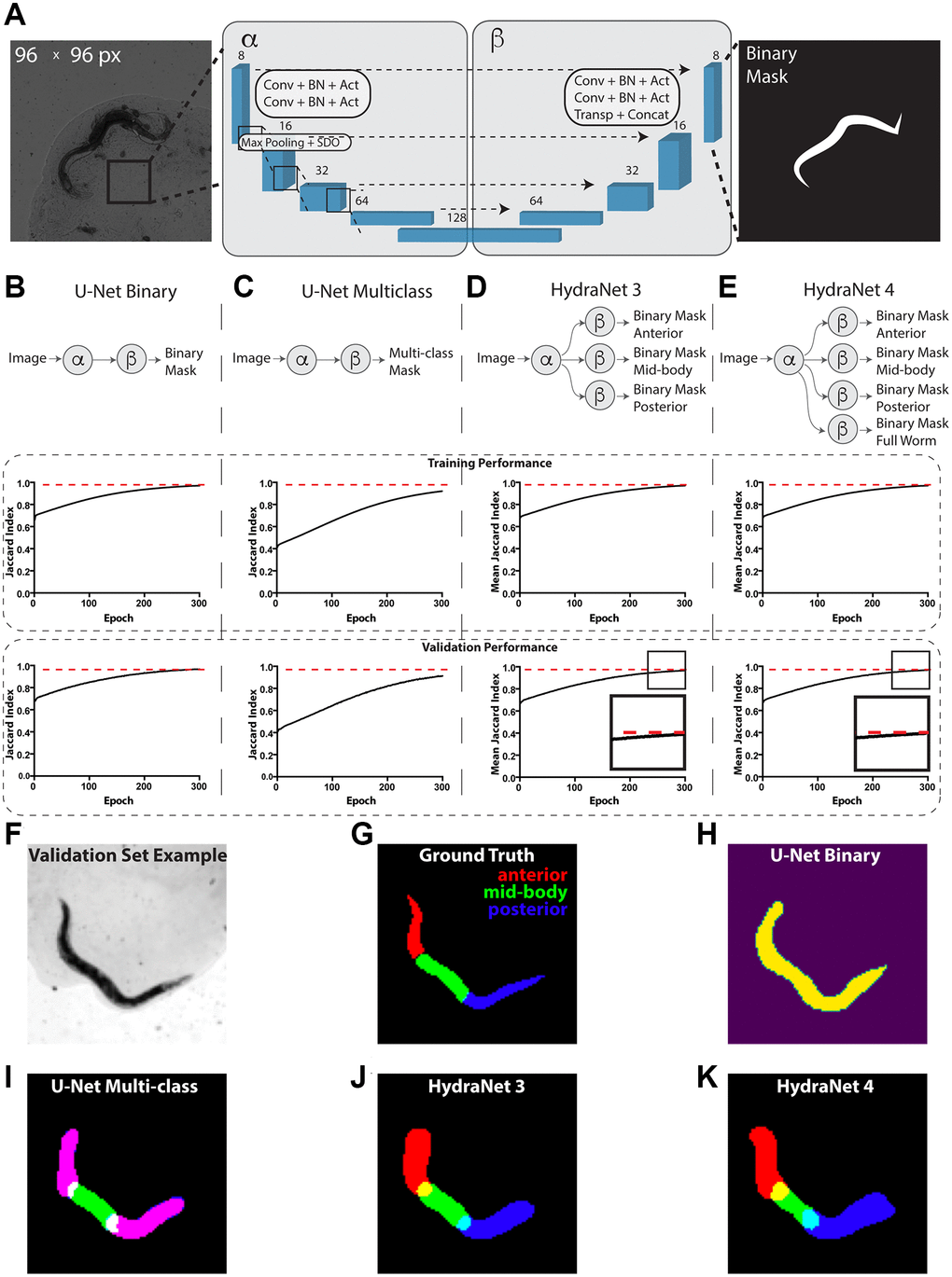 Devising worm body parts segmentation strategy. (A) Schematic depiction of the U-Net architecture adopted from [24]. Here, the transmission light micrograph of C. elegans used as input is depicted on the left-hand side. The reference size of the field-of-view is 580.5 μm by 580.5 μm sized to 96 × 96 pixels. A schematic depiction of a binary mask used as output is depicted on the right-hand side. The displayed numbers correspond to the number of filters in convolutional (Conv), batch normalization (BN) and activation (Act) layers. Max pooling layers were combined with spatial dropout (SDO). Arrows correspond to skip connections from encoder to the mirroring decoder layer where a new layer is a result of concatenation (Concat) of a layer from the encoder part to the transposed convolutional layer (Transp) from the decoder part. For illustration purposes, parts of architecture were grouped into left (α) and right (β) parts. (B) Schematic depiction of the binary classification U-Net architecture variant. (C) Schematic depiction of the multi-class classification U-Net architecture variant. (D) Schematic depiction of the HydraNet 3 architecture variant (E) Schematic depiction of the HydraNet 4 architecture variant (B–E) Here α is the left and β is the right part of the architecture in (A). Graphs below show training and validation segmentation performance of the network measured as Jaccard Index for each training epoch. (F) Test set input data example. (G) Ground truth of C. elegans body parts segmentation example. (H) Output example of binary classification U-Net on the test data. (I) Output example of multi-class U-Net on the test data. Here, red and blue colored masks overlap making anterior and posterior parts appear magenta. (J) Output example of HydraNet 3 on the test data. (K) Output example of HydraNet 4 on the test data.