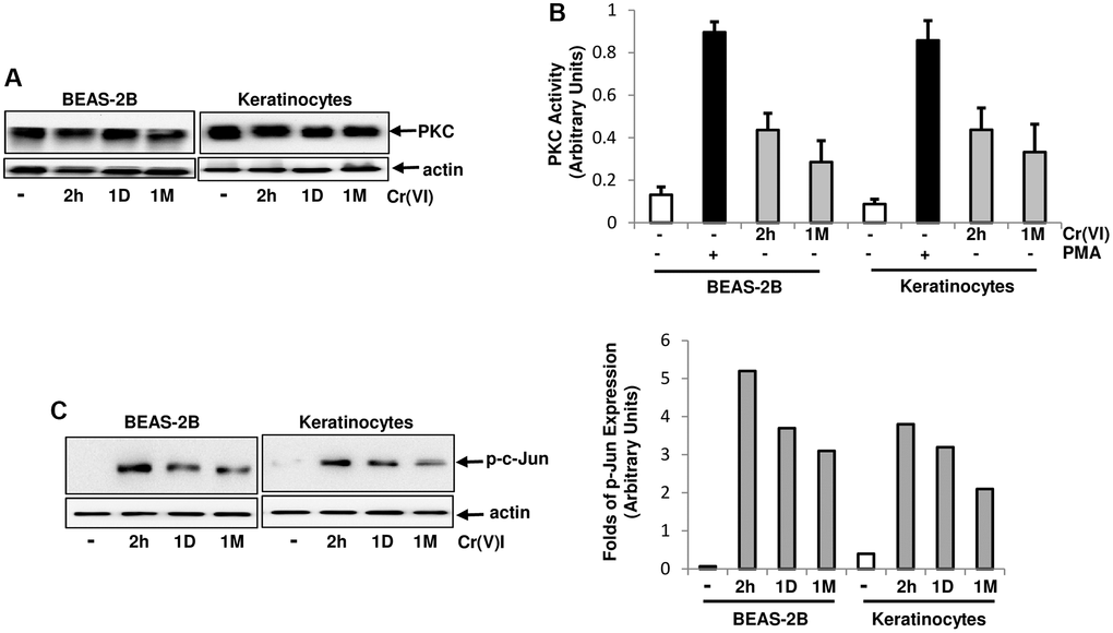 Activation of PKC by Cr(VI) in BEAS-2B cells and Keratinocytes. (A) Cells were treated with Cr(VI) (2.0 uM) for different times. Subsequently, PKC expression was tested by immunoblotting. Actin was the loading control. (B) After Cr(VI) treatment for 2 h or 1 month (1M), PKC activity in the cells was analyzed by PKC kinase activity assay. PMA (0.5 μM) stimulation serves as positive control. The error bars represent standard deviation (SD) (n = 5, p C) Cells were treated as described above and lysates were prepared. Subsequently, the phosphorylated c-Jun was examined by immunoblotting (left panels). The folds of the proteins induced were also measured and plotted (right panel). Actin was the loading control.