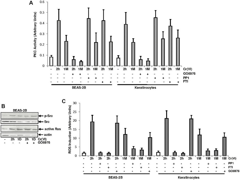 PKC activation by Cr(VI) was independent of Src/Ras signaling. (A) BEAS-2B cells and keratinocytes were treated with Cr(VI) for 2 h or 1 month in the presence or absence of GO6976 (1.0 μM), FTI (0.25 μM) or PP1 (0.15 μM). Afterwards, lysates were prepared for PKC activity assay. The error bars were SD (n = 5, p B) BEAS-2B cells were exposed to Cr(VI) for 2 h or 24 h in the presence or absence of GO6976 and then assayed for the expressions of the phosphorylated Src by immunoblotting and active Ras using active Ras pull-down kit. Src and actin were the loading controls. (C) Cells were treated as described above and levels of ROS were then analyzed. The error bars were SD (n = 5, p 