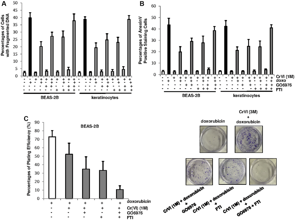 PKC and Ras cooperate to promote Cr(VI)-mediated drug resistance and long-term survival. (A) Cells with or without chronic Cr(VI) exposure were received different treatments. Subsequently, the percentages of the cells with fragmented DNAs were measured. The error bars were SD (n = 5, p B) After the same treatments as described above, the cells were subjected to Annexin V apoptotic assay. The error bars were SD (n = 5, p C) After the treatments described above, colony formation assay was conducted. The plating efficiencies were measured (right panel) and colonies were imaged (right panels). The error bars were SD (n = 5, p 