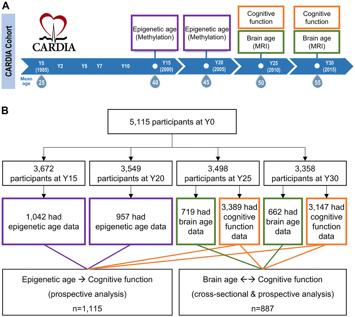 Midlife age, neuroimaging brain age, and cognitive function