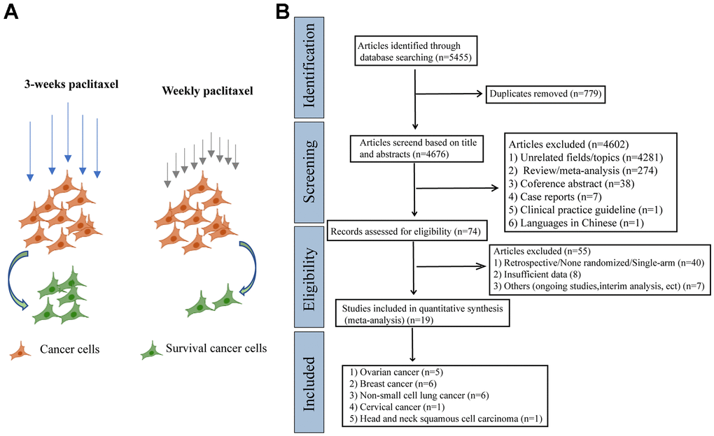 The schematic diagram of potential mechanism of different paclitaxel regimens and PRISMA flow diagram. (A) The schematic diagram of the effects of different paclitaxel administration schedules on the survival of cancer cells. (B) Flowchart of the literature search for the 19 eligible RCTs comparing therapeutic efficacy of weekly paclitaxel and 3-weeks paclitaxel administration schedules.