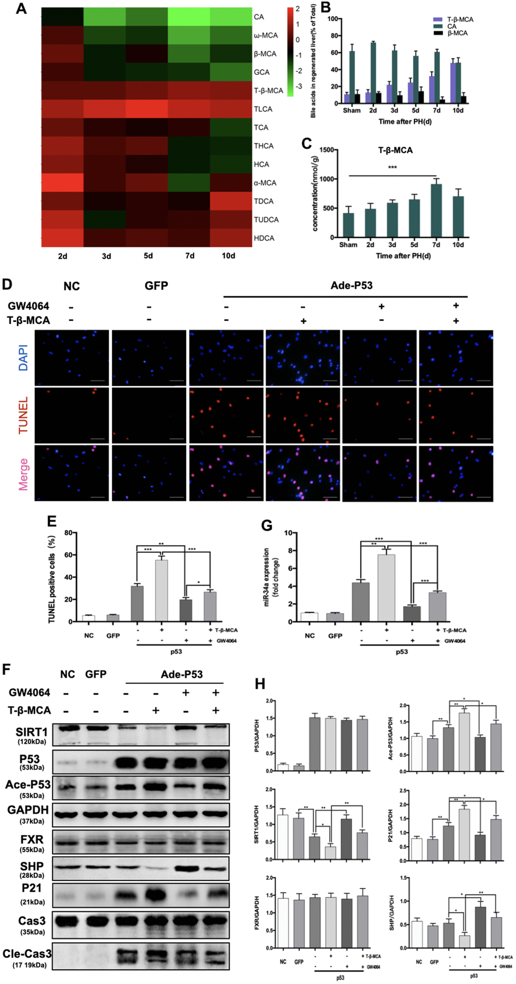 T-β-MCA enhanced the proapoptotic effect of the P53-activated P53/miR-34a/SIRT1 positive feedback loop by suppressing the FXR/SHP signaling pathway in vitro. (A) Heatmap of changed Bas during LR. (B) Percentage of the top 3 BAs at the indicated time points after PH. (C) Concentration of T-β-MCA at the indicated time points after PH. (D) TUNEL staining of primary hepatocytes after knock-in of P53 with/without administration of T-β-MCA and GW4064(magnification: × 400, Scale bars represent 50 μm). (E) Quantification of TUNEL-positive cells after knock-in of P53 with/without administration of T-β-MCA and GW4064. (F) Quantification of hepatic miR-34a expression in mouse primary hepatocytes after knock-in of P53 with/without administration of T-β-MCA and GW4064 by qPCR. (G) Protein expression of P53/miR-34a/SIRT1 positive feedback loop genes and FXR/SHP signaling after knock-in of P53 with/without administration of T-β-MCA and GW4064. Cells were pretreated with/without 100 μM T-β-MCA or 1 μM GW4064 for 12 h. (H) Quantification of P53, Ace-P53, SIRT1, P21, FXR, and SHP protein expression by WB. (ns: p>0.05; *, p