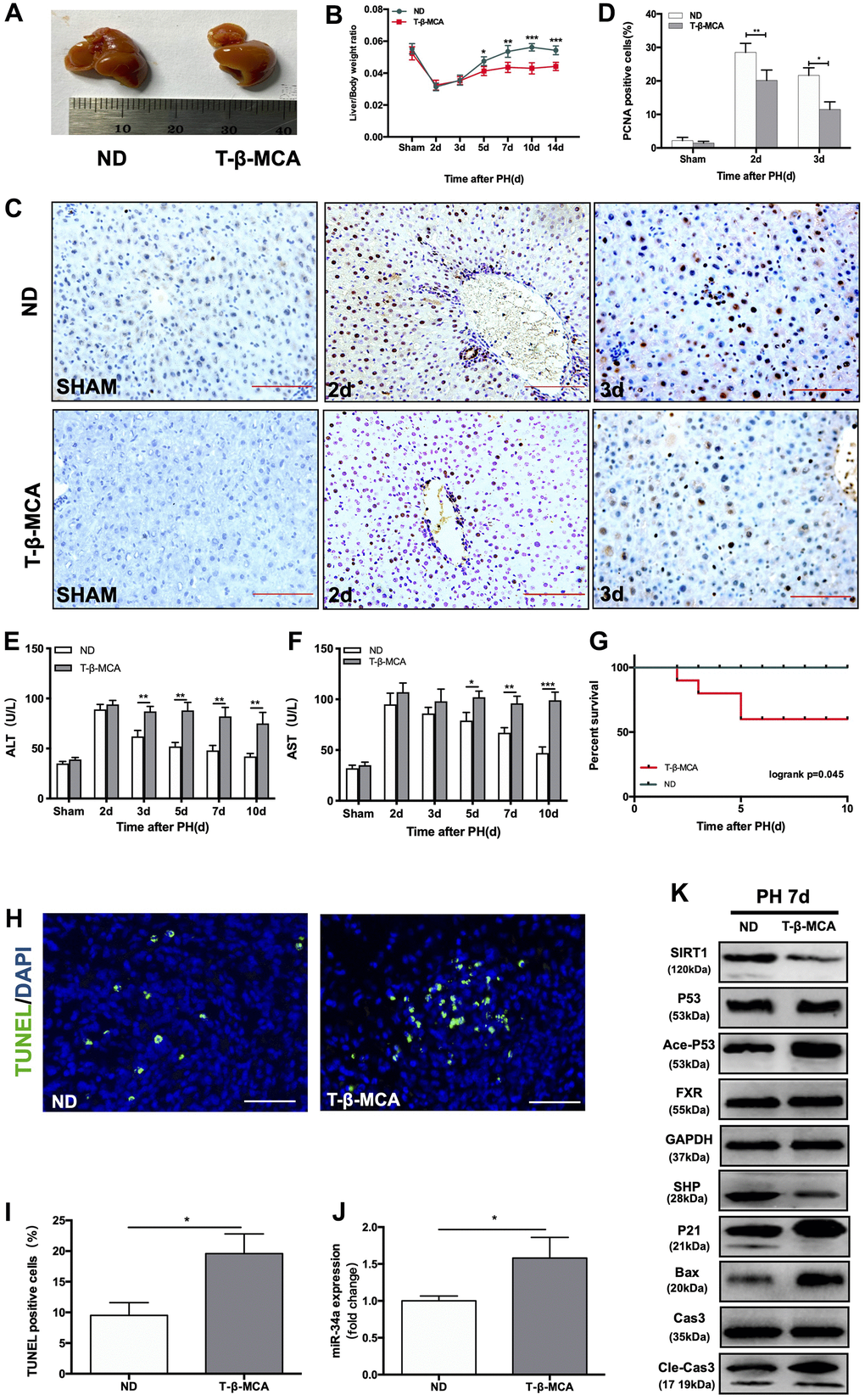 T-β-MCA facilitates the P53/miR-34a/SIRT1 positive feedback loop during LR by suppressing the FXR/SHP signaling pathway in vivo. (A) Representative livers from mice at 7 days after PH between ND and T-β-MCA mice. Mice in the T-β-MCA group were administered T-β-MCA (400 mg/kg) by gavage 1 day before PH and every 3 days after PH. (B) Liver weight relative to body weight at the indicated time points after PH. (C) Representative images of PCNA staining at the indicated time points after PH from the ND and T-β-MCA groups. (magnification: × 200, Scale bars represent 50 μm). (D) Quantification of PCNA-positive cells in the liver at the indicated time points after PH. (E, F) Serum AST and ALT levels in mice from the ND and MCA groups after PH. (G) Survival rate of mice that underwent PH from the ND and T-β-MCA groups(p=0.045, logrank test). (H) Representative images of TUNEL staining at day 7 after PH in liver tissue (magnification: ×400). (I) Quantification of TUNEL-positive cells in the liver at day 7 after PH. (J) Quantification of hepatic miR-34a expression in mice with/without administration of T-β-MCA. (K) Protein expression of P53/miR-34a/SIRT1 positive feedback loop genes and FXR/SHP signaling with/without administration of T-β-MCA. *, p0.05; *, p
