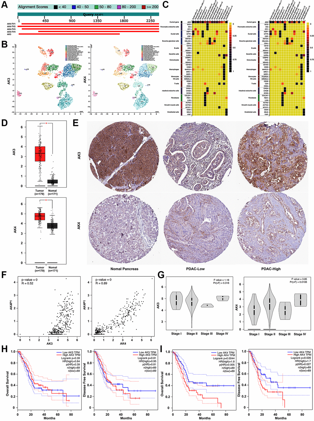 Exploration of the relationship between AK4P1 and cognate genes in PDAC. (A) Two cognate genes (AK3 and AK4) of pseudogene AK4P1. (B) The distribution of AK3/4 gene in different cell types of human normal pancreas was confirmed by scRNA-seq. (C) The expression level of the AK3/4 gene in different cell types of normal pancreas was determined by scRNA-seq. (D) The mRNA levels of AK3/4 expression in PDAC and normal pancreas tissues were determined by RNA-seq data from GEPIA. (E) The protein levels of AK3/4 expression in PDAC and normal pancreas tissues were determined by immunohistochemical staining data from HPA. (F) The expression correlation between AK4P1 and its cognate genes in PDAC was assessed using GEPIA. (G) Expression of AK3/4 genes among major stages in PDAC. (H) Prognostic role (OS) of AK3/4 genes in PDAC. (I) Prognostic role (DFS) of 5 potential DEPs in PDAC. Three horizontal lines in the box plot represent minimum, median and maximum, respectively; scale bar, 100 mm; *P 