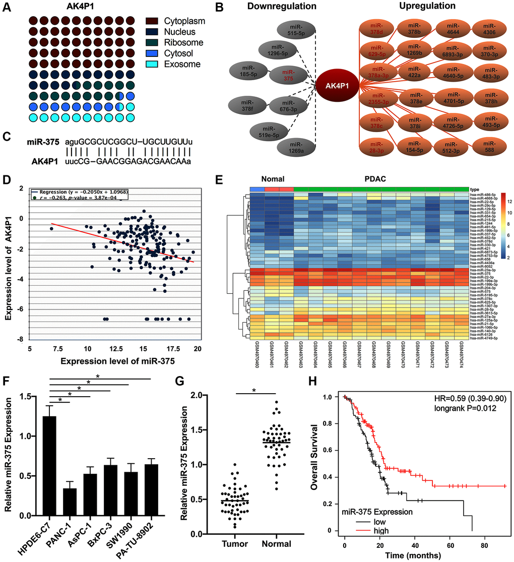 miR-375 as a potential binding miRNA of AK4P1 in PDAC. (A) The cellular location of AK4P1 is predicted by lncLocator. (B) Establishment of the potential AK4P1-miRNA regulatory network in PDAC, the red letter represents P-value less than 0.05. (C) Potential binding map between miR-375 and AK4P1. (D) The correlation of miR-375 and AK4P1 expression in PDAC. (E) Heatmap of miR-375 in PDAC tissues compared to normal pancreas tissues was assessed using microarrays data from GEO databases. (F) Expression of miR-375 in PDAC cell lines and normal pancreas cell lines. (G) Expression of miR-375 in 48 paired PDAC and their adjacent non-cancerous tissues. (H) The prognostic value (OS) of miR-375 expression in PDAC was assessed by TCGA databases.