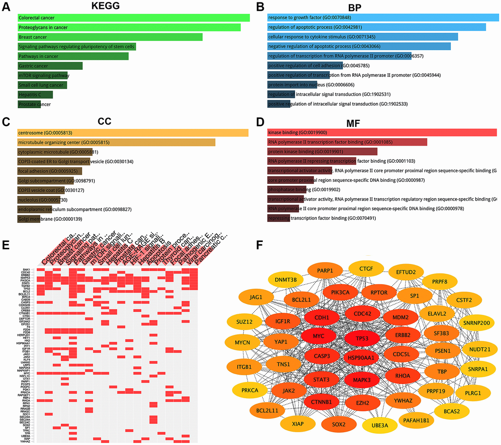 KEGG pathway enrichment, GO functional annotation, and PPI network analysis for target genes of miR-375. (A) The top 10 enriched KEGG pathway items. (B) The top 10 enriched biological process (BP) items. (C) The top 10 enriched cellular component (CC) items. (D) The top 10 enriched molecular function (MF) items. (E) The target genes of the top 20 enriched KEGG pathway. (F) The top 49 hub genes (node degree ≥ 20) in the PPT network of target genes.