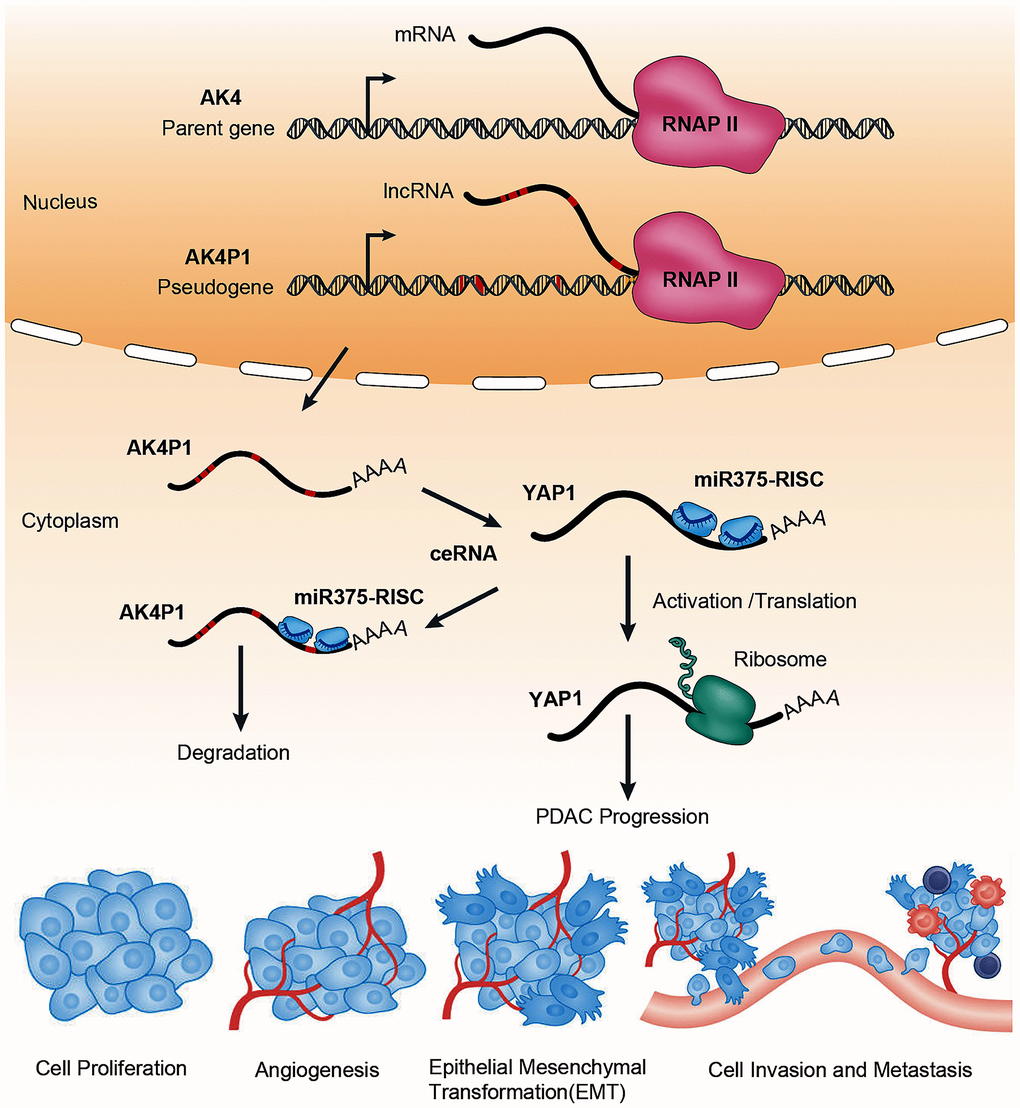The ceRNA mechanism of pseudogene AK4P1 promotes PDAC progression. Genomic DNA sequence of pseudogene AK4P1 was similar to parent gene AK4. Where oncogene YAP1 is targeted by the miR375-guided RNA-induced silencing complex (miR375-RISC), leading to accelerate YAP1 degradation. And when the pseudogene-derived lncRNA is transcribed and exported to the cytoplasm, it competes for miRNA targeting and binding of RISC complexes, leading to relieve miR-375-mediated YAP1 degradation and increase YAP1 expression, which can promote PDAC progression. Abbreviations: AGO: Argonaute; RNAP II: RNA polymerase II.