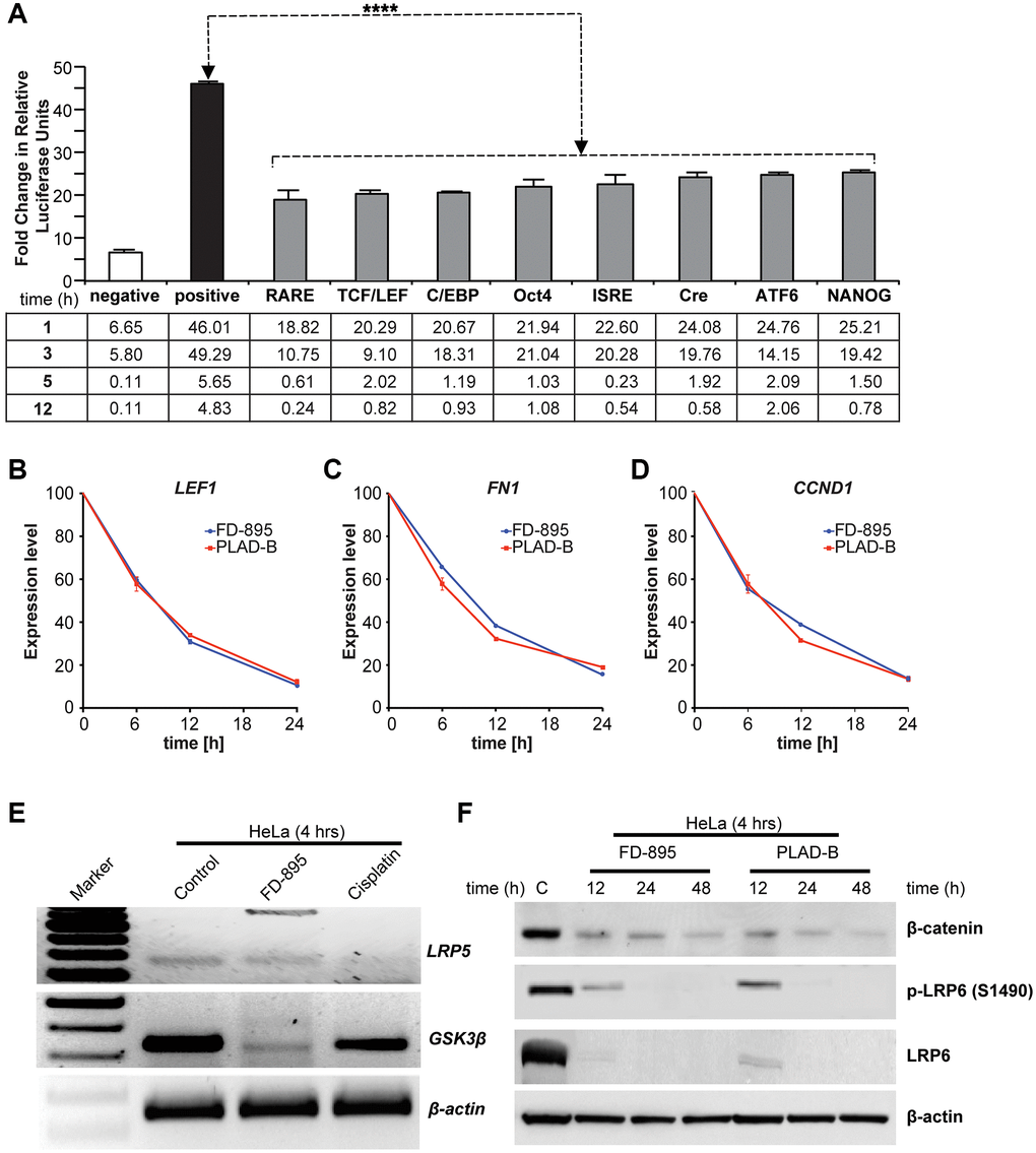 Effect of FD-895 on different pathways and effect on Wnt signaling in HeLa cells. (A) HeLa cells were use for introducing pathway reporters into cells via reverse transfection. Post-transfection, the cells were treated with vehicle or 100 nM FD-895 for 3 h. Luciferase and renilla expression was evaluated. HeLa cells were exposed to 100 nM of FD-895 or 100 nM pladienolide B for 6 h, 12 h or 24 h and expression of (B) LEF1, (C) FN1, and (D) CCND1 were determined by qRT-PCR. (E) HeLa cells were treated with 100 nM of FD-895 or 30 μM cisplatin for 4 h. Analysis of IR for GSK3β and LRP5 mRNAs was evaluated by using RT-PCR. (F) HeLa cells were treated with 100 nM of FD-895 or 100 nM pladienolide B for 6 h, 12 h or 24 h. Protein extracts were immunoblotted for β-catenin, phohspho-LRP6, LRP6, and β-actin.