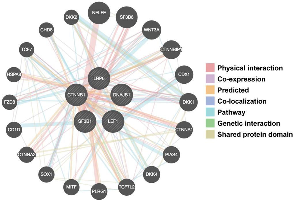 Gene-gene interaction networks among selected genes constructed by GeneMANIA. A gene-gene network was constructed with the search tool for the retrieval of interacting genes available in GeneMANIA annotation information for selected 5 genes, including physical interaction, genetic interaction, co-expression and shared pathways and protein structure domain. The central black nodes denote 5 selected genes used as an “INPUT”, and peripheral nodes denote gene interactions with the black nodes. The network also contains 20 normal human genes. The size of the circles indicates the degree of interaction.