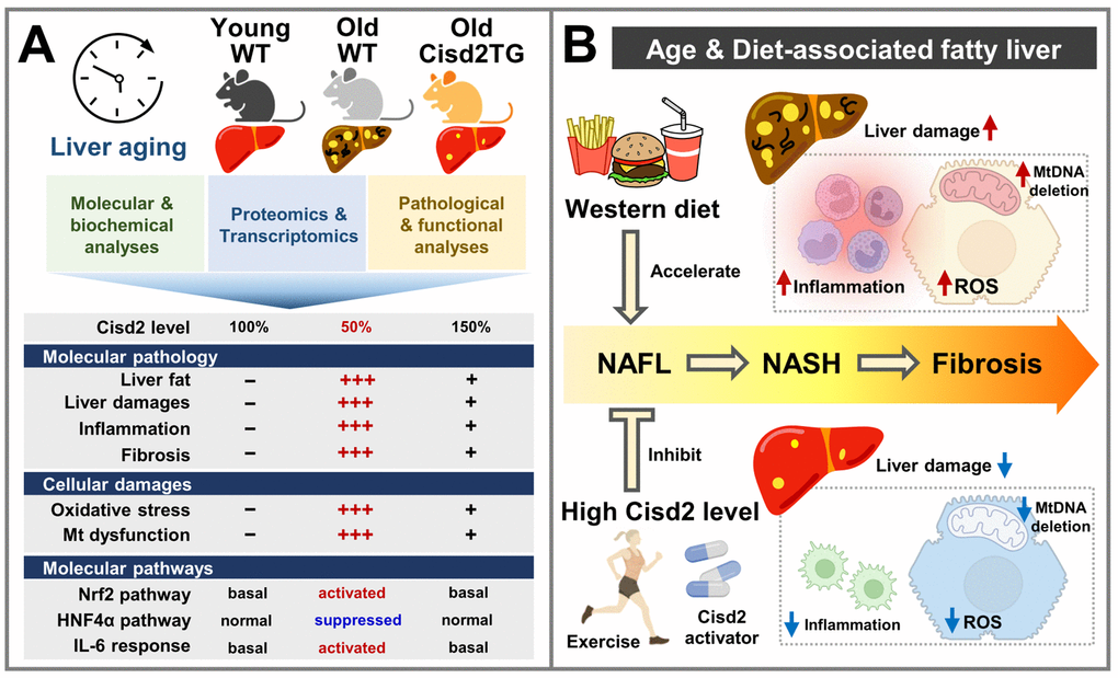 Cisd2 attenuates liver aging and preserves a young-like proteome and transcriptome. (A) An age-dependent decrease in Cisd2 correlates with extensive molecular, cellular and pathological alterations within the liver. Whole-body Cisd2 overexpression (Cisd2TG) attenuates aging-induced liver injury and related molecular changes, as evidenced by histopathological and 'omics analyses. (B) A Western diet accelerates progression of non-alcoholic fatty liver disease (NAFLD) phenotypes, namely hepatic steatosis, inflammation and fibrosis. Maintaining a high-level of Cisd2 by exercise or by the introduction of compounds that activate Cisd2 expression should protect the liver from age-related pathological changes. Figure created with BioRender.com.
