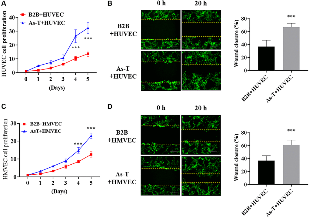 As-T cells increased cell migration and proliferation of human umbilical vein cells (HUVECs) and HMVECs. HUVECs or HMVECs were transduced by lentivirus expressing GFP and selected with puromycin. The GFP-positive HUVECs or HMVECs were then co-cultured with B2B or As-T cells in a 1:1 ratio. (A) The growth curve of HUVECs was plotted by counting the GFP-positive cells on indicated days. ***p B) When reached about 100% confluence, the cells were starved overnight and a scratch wound was made with a 200 μL pipet tip. Cells were washed using PBS three times and 2 mL fresh basic EBM2 medium was added to the wells. The width of the wound was measured at 0 h and 20 h post scratch. Images were acquired at 10× magnification, bar = 100 μm. Left panel: representative images; right panel: quantification of wound healing closure from three experiments. ***p C) The growth curve of HMVECs was plotted by counting the GFP-positive cells on indicated days. ***p D) The wound healing assay for HMVEC cells was performed as described above. Images were acquired at 10× magnification, bar = 100 μm. ***p 